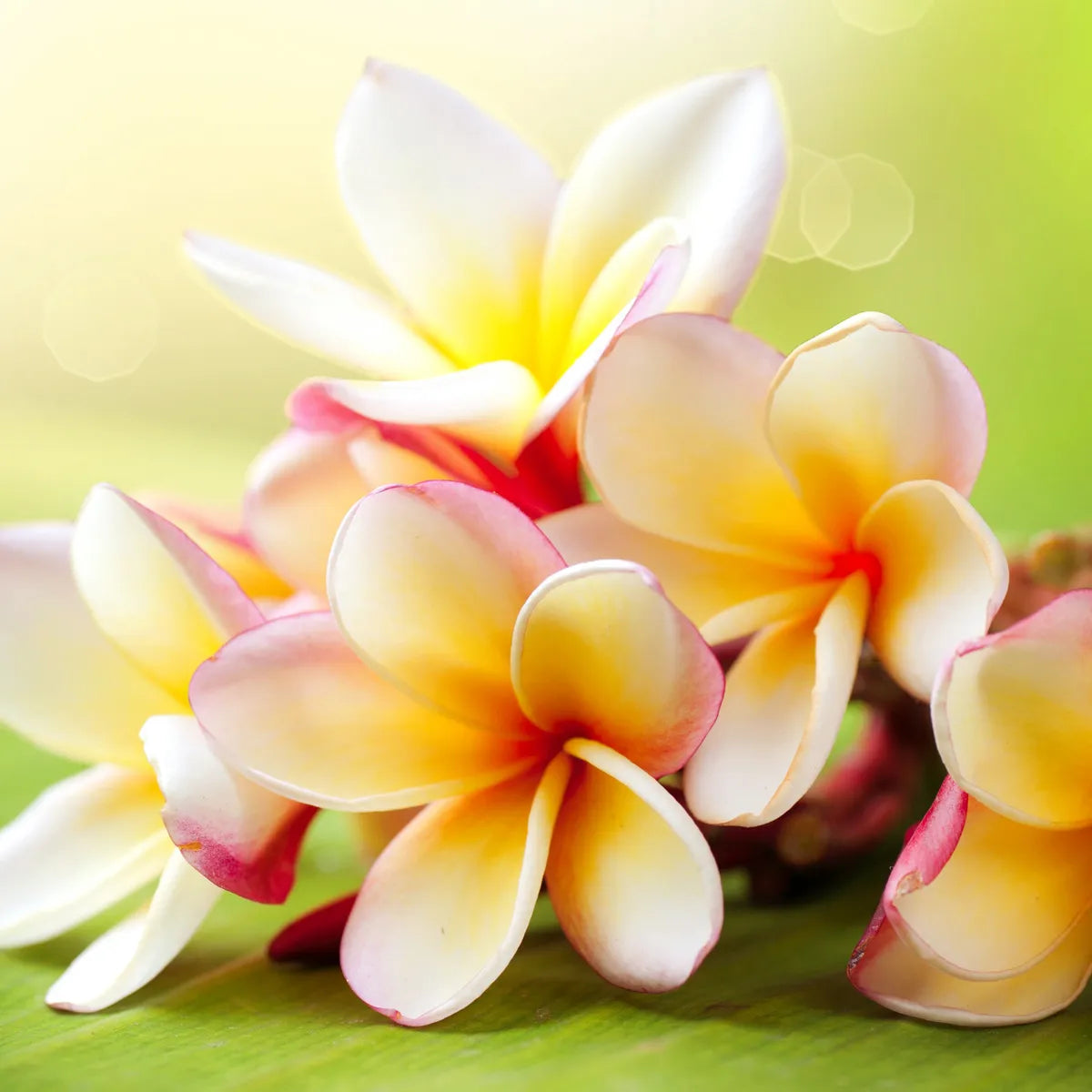 Frangipani Rose Gold Marble Candle 300g
