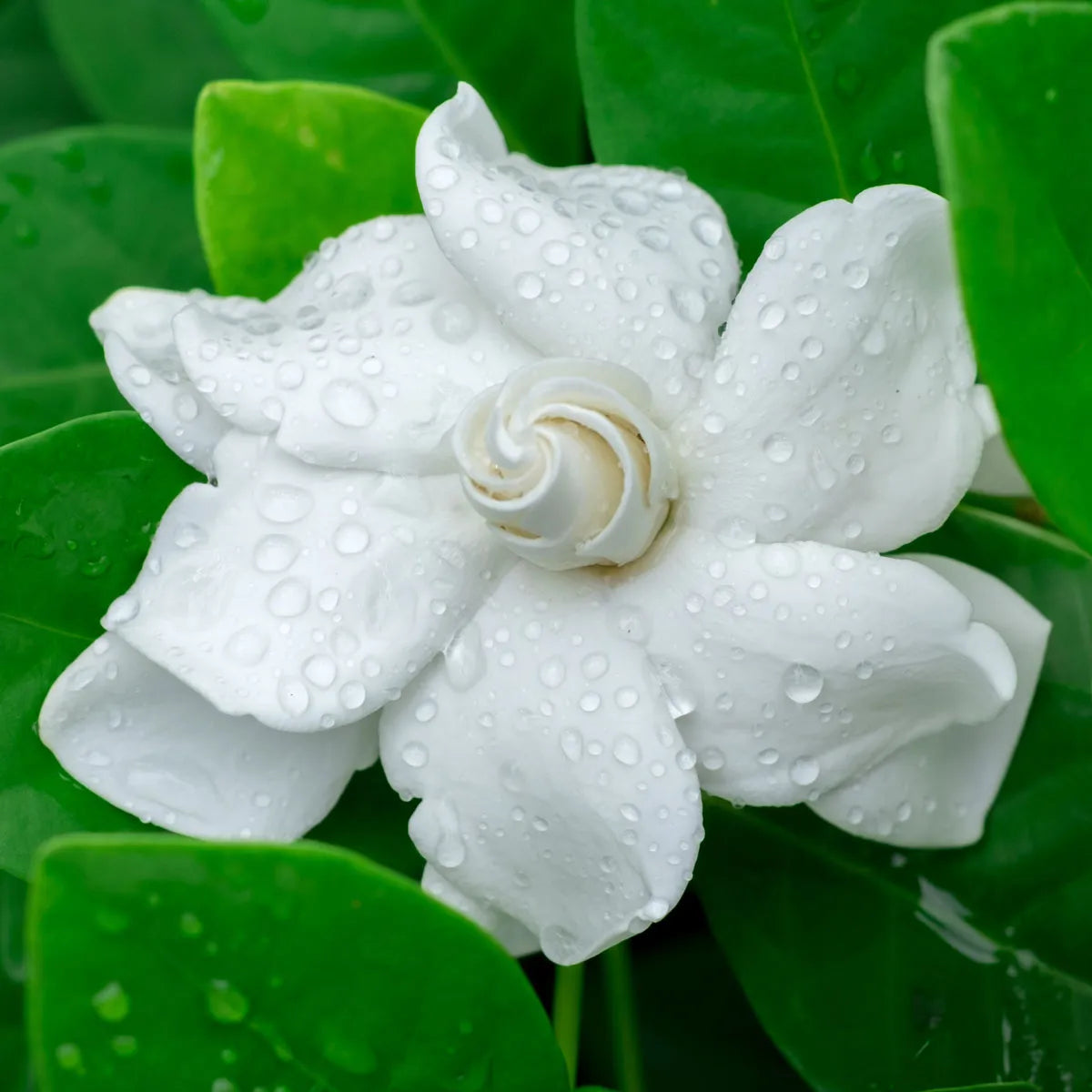 Gardenia Large Marble Candle 450g