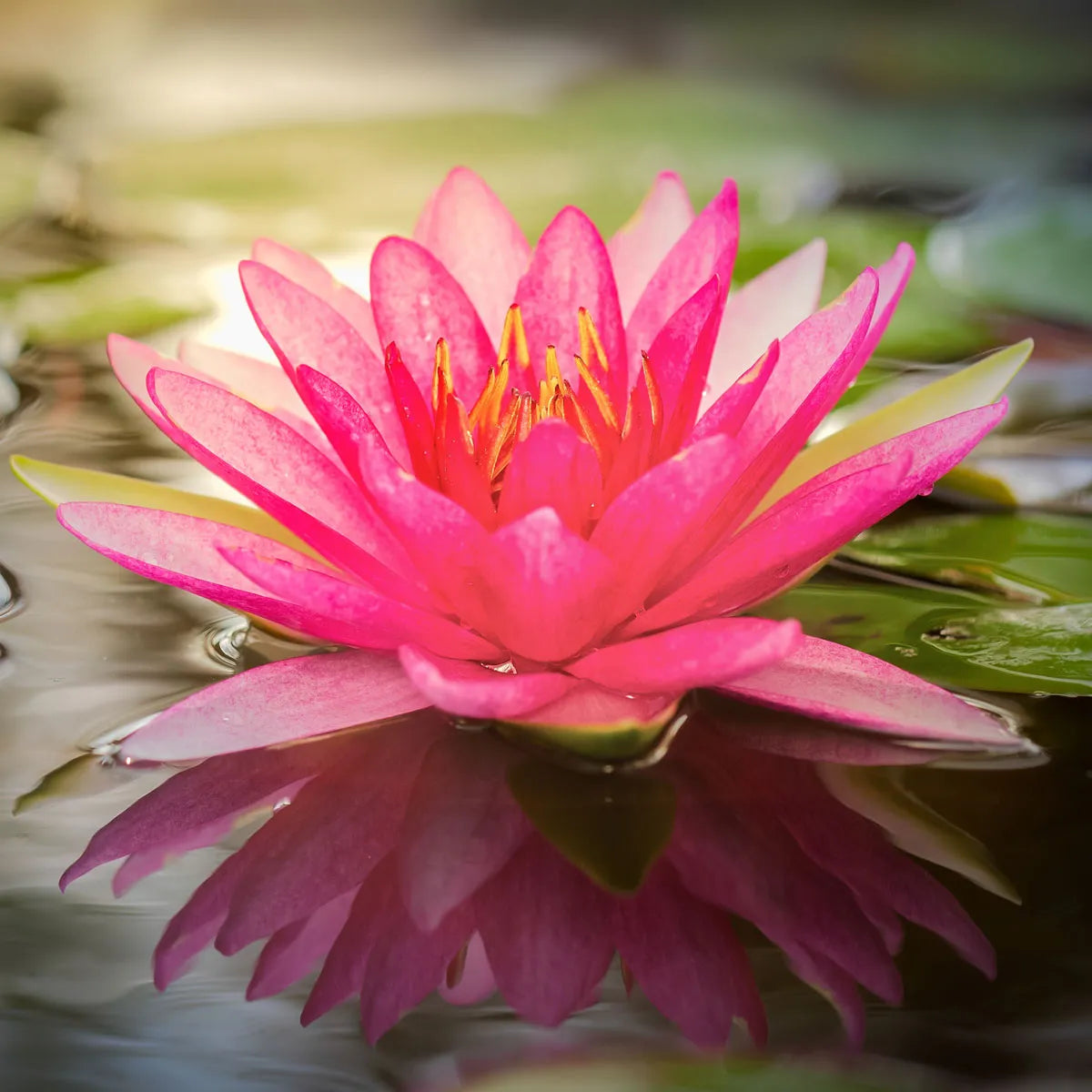 Lotus Flower Melts 90g